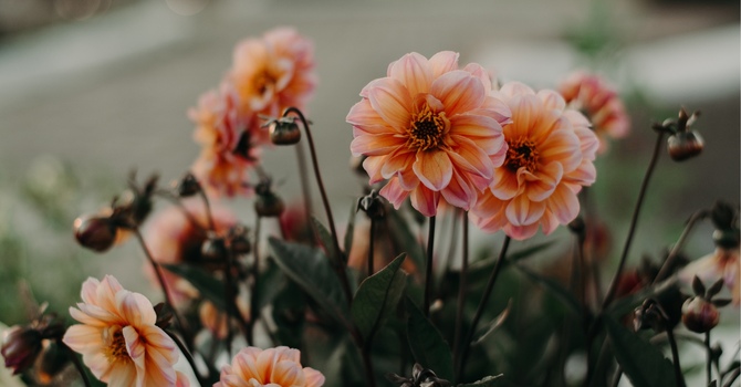 The Difference Between ADHD, Anxiety, and "Just Being a Busy Adult" image